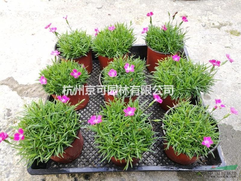 完美石竹 杭州完美石竹基地