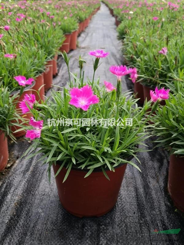 完美石竹 杭州完美石竹基地