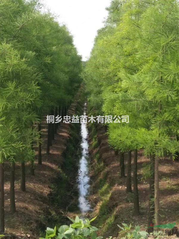 池杉價格\池杉行情
