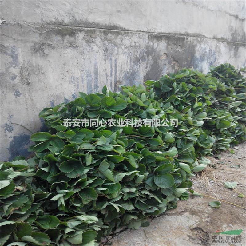 妙香七號(hào)草莓苗品種 批發(fā)妙香七號(hào)草莓苗基地