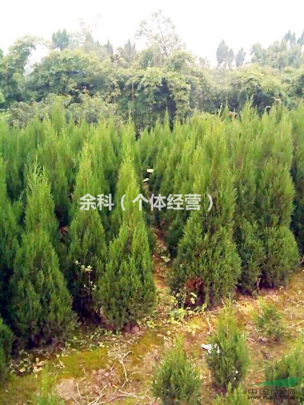 酷暑即去，塔柏出售