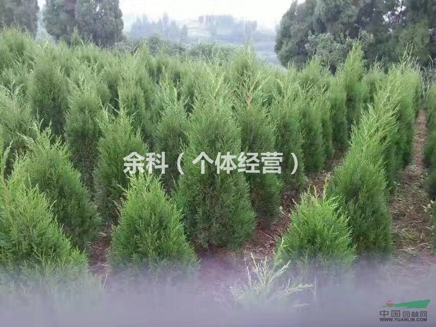 酷暑即去，塔柏出售