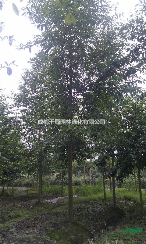 樂(lè)昌含笑價(jià)格.米徑3公分樂(lè)昌含笑種植基地.出售樂(lè)昌含笑
