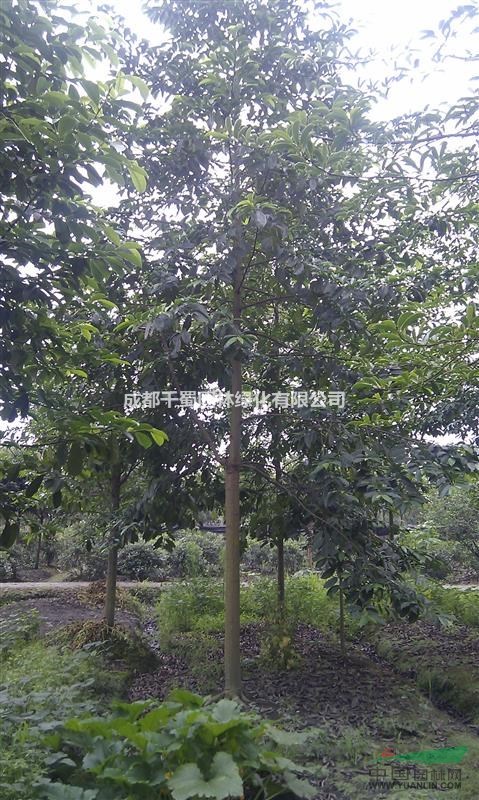 樂(lè)昌含笑價(jià)格.米徑3公分樂(lè)昌含笑種植基地.出售樂(lè)昌含笑