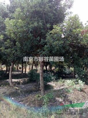 南京地區(qū)供應(yīng)10-18公分欏木石楠