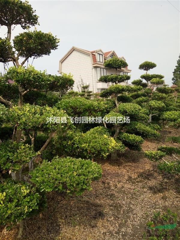  精品造型瓜子黃楊 園藝大師巔峰之作 純手工地景