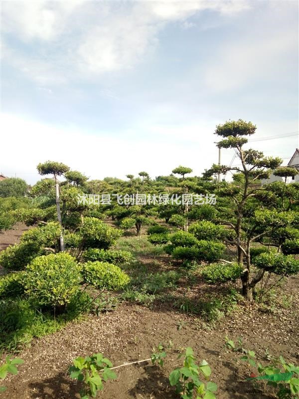  精品造型瓜子黃楊 園藝大師巔峰之作 純手工地景
