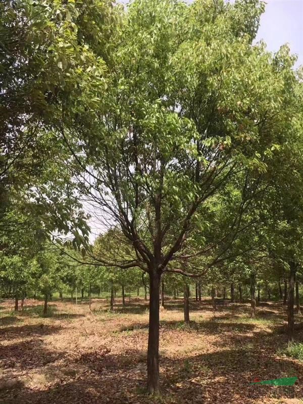 全國(guó)地區(qū)供應(yīng)香樟，櫸樹，欒樹，烏桕，廣玉蘭，桂花等喬