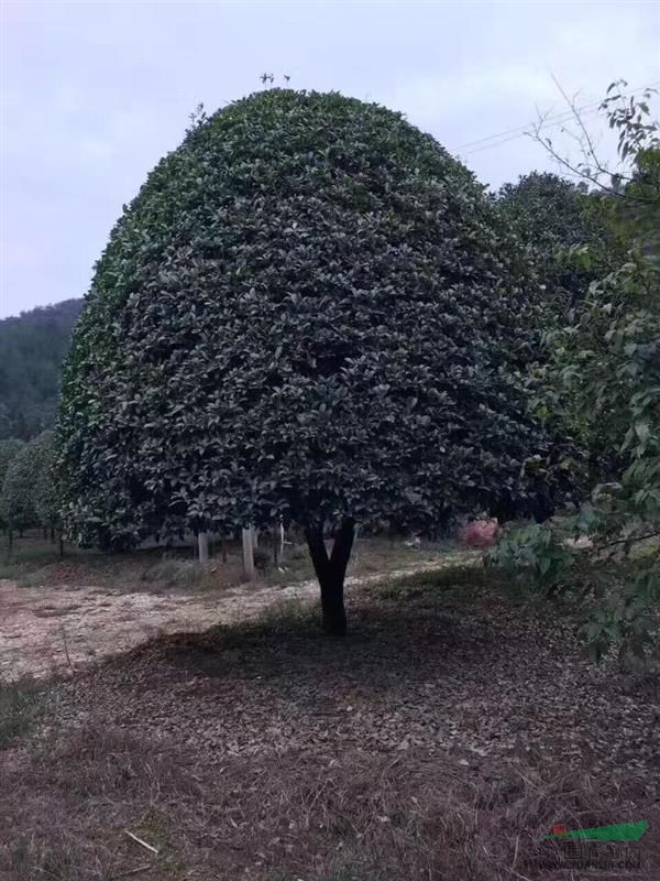 全國(guó)地區(qū)供應(yīng)香樟，櫸樹，欒樹，烏桕，廣玉蘭，桂花等喬