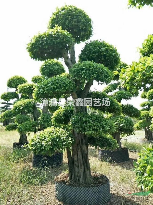 漳州供應(yīng)精品造型小葉榕