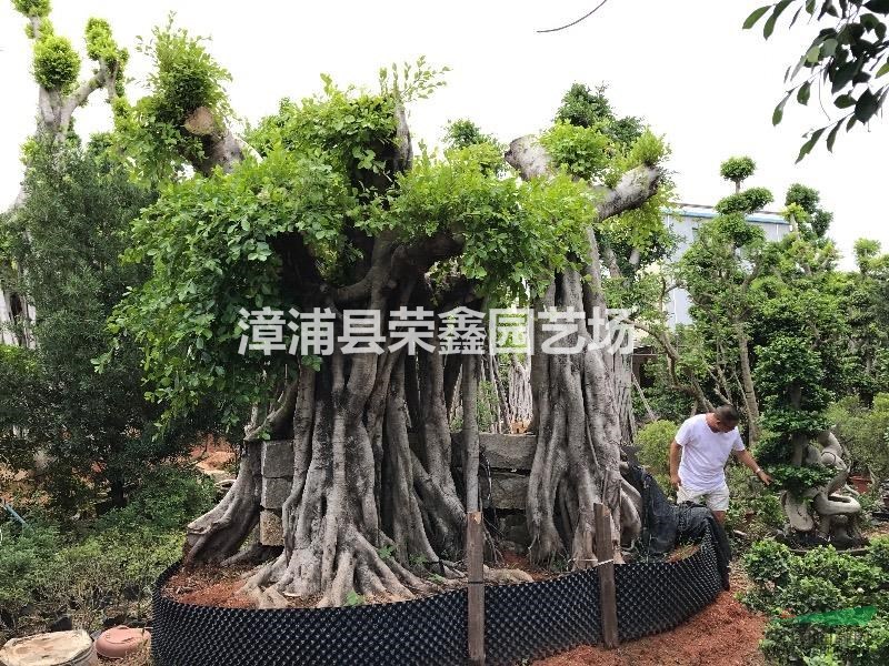 福建漳州雨林缸氣生根小葉榕