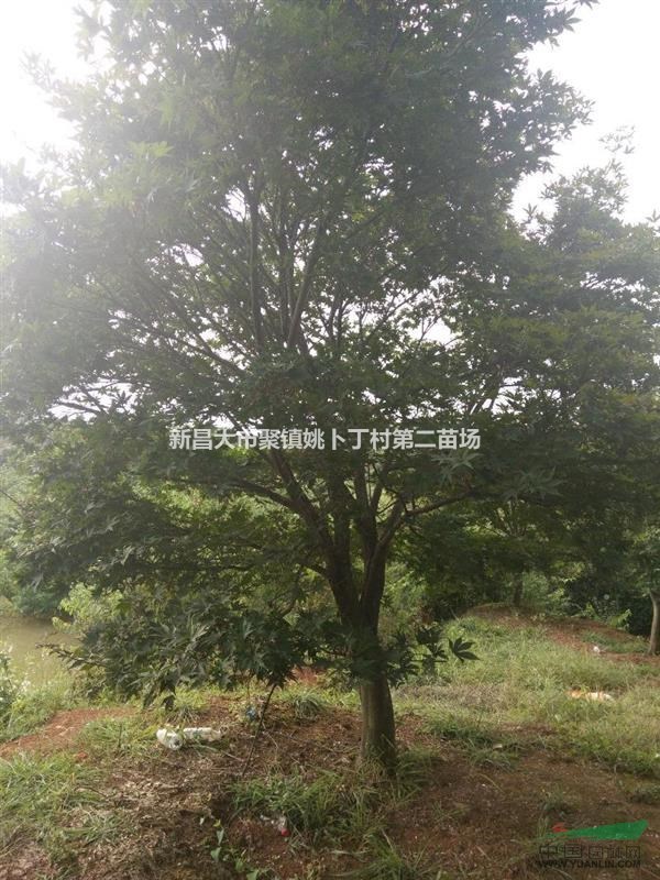 特价供应红枫，鸡瓜槭，樱花。