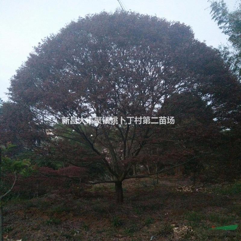 特价供应红枫，鸡瓜槭，樱花。