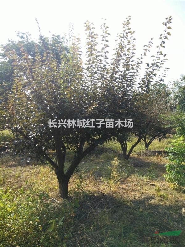 长兴林城提供美人梅