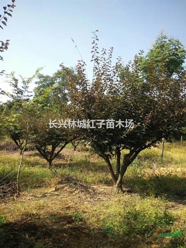 长兴林城提供美人梅