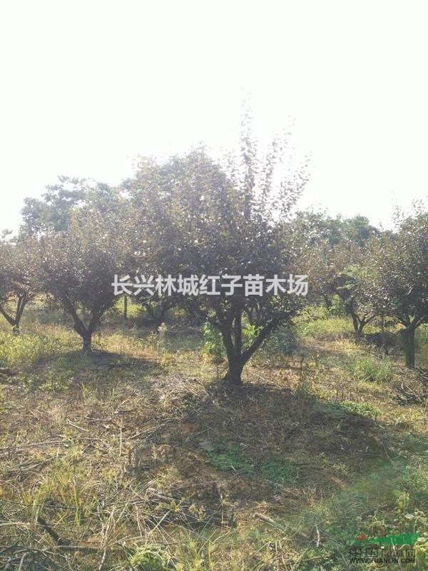 浙江提供美人梅等树