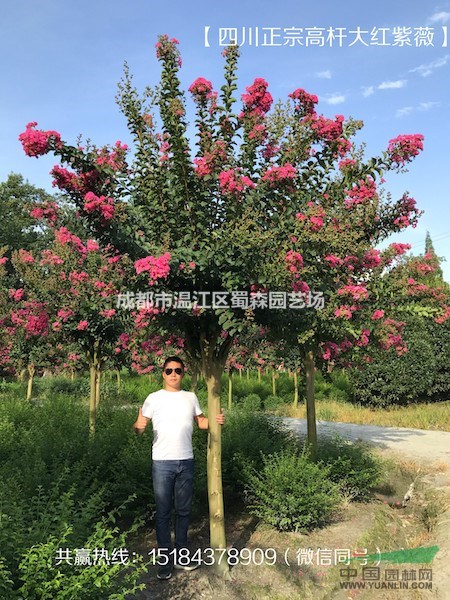 成都紫薇-成都高桿紅花（百日紅）紫薇-溫江紫薇基地-紅花紫薇