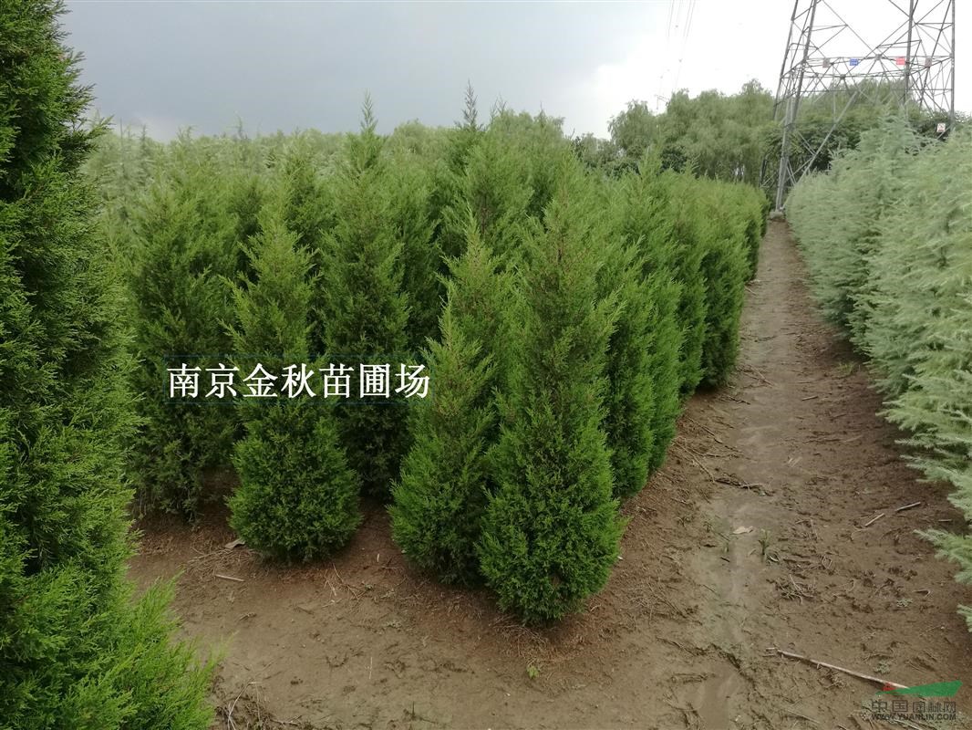 蜀檜1.5米高要多少錢