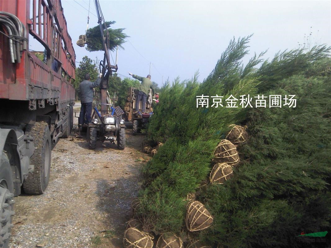 蜀檜1.5米高要多少錢