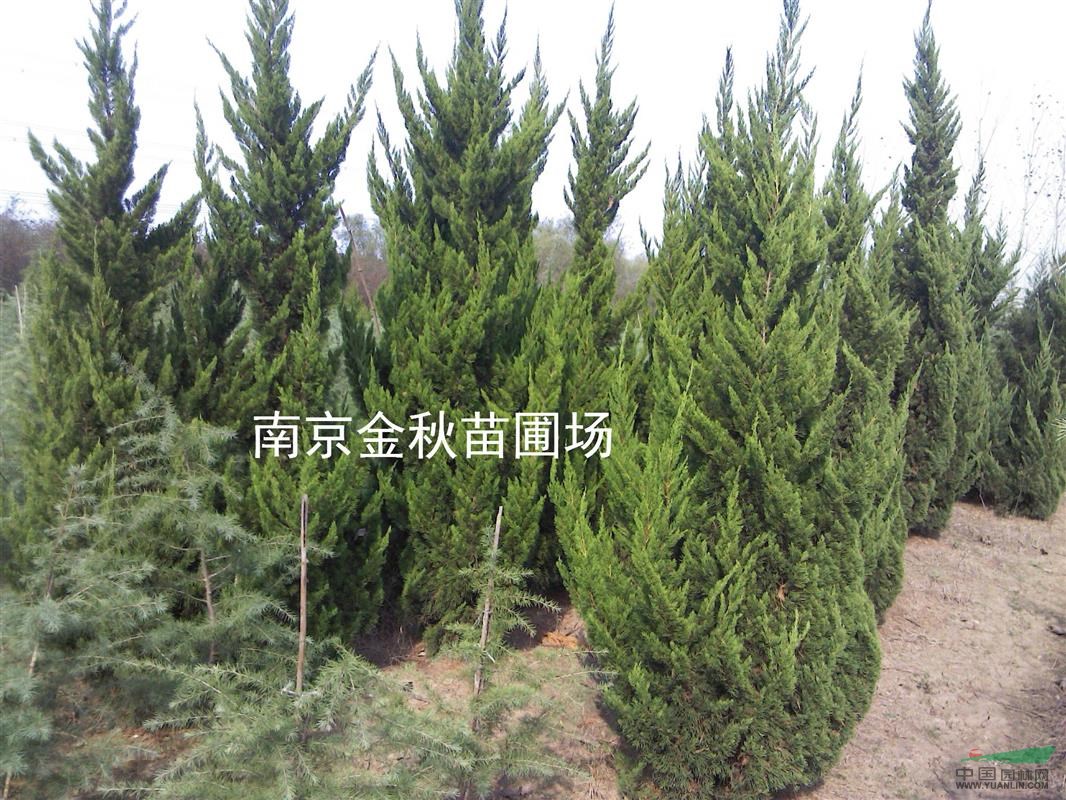 3米高塔柏要多少錢