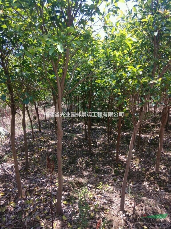 福建地區(qū)提供地徑4-8公分紅皮榕