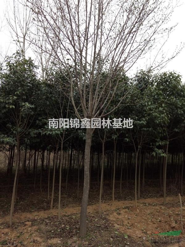 五角楓