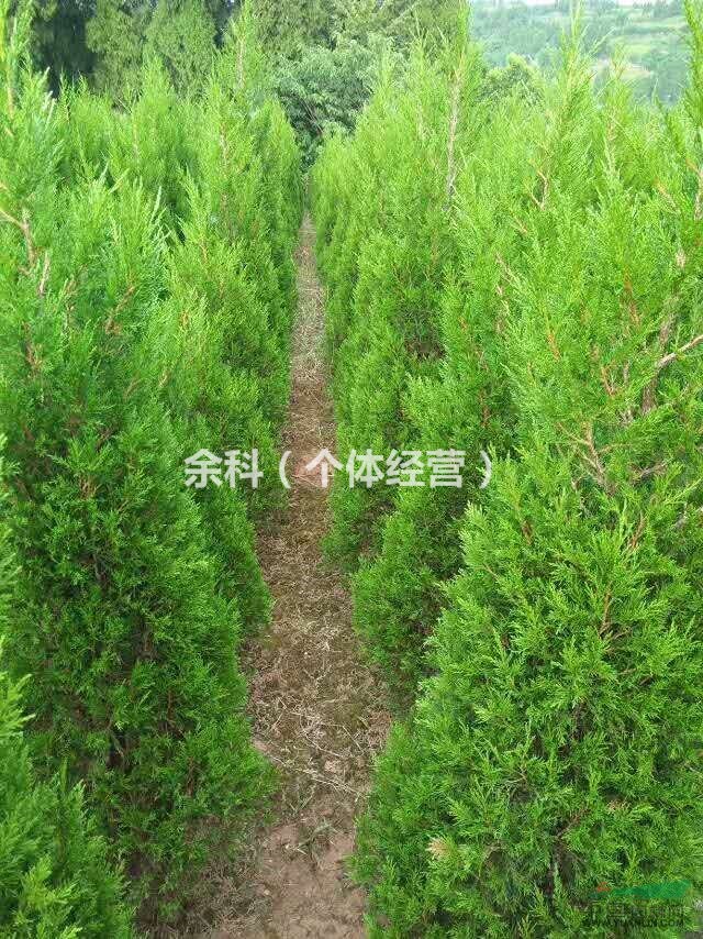 誠心經(jīng)營，塔柏大賣