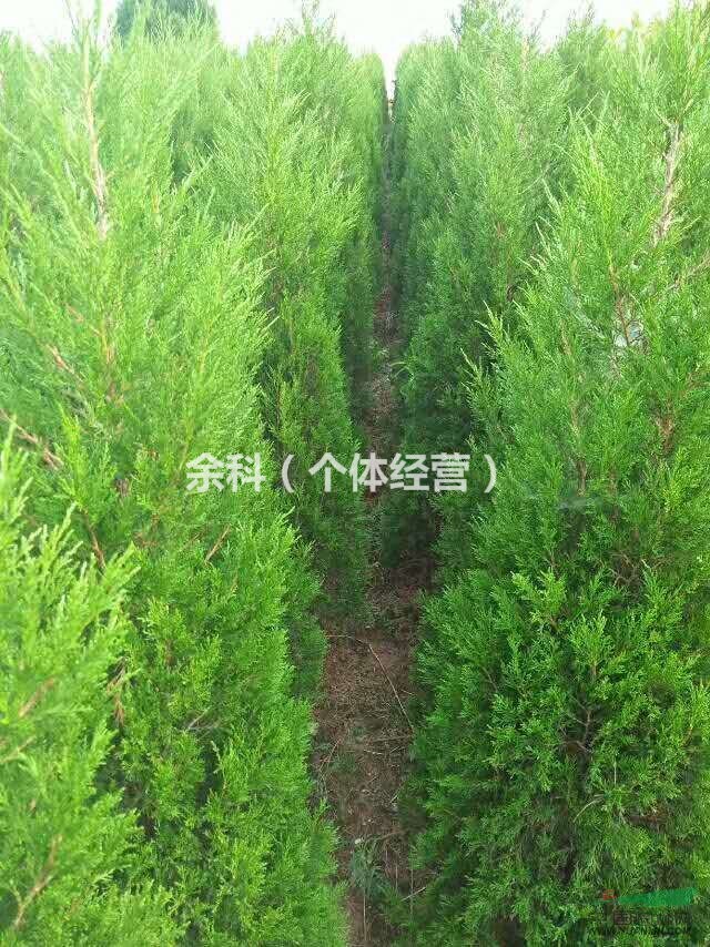 誠心經(jīng)營，塔柏大賣