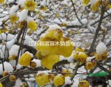 3分枝1米高臘梅價格1米高臘梅小苗價格