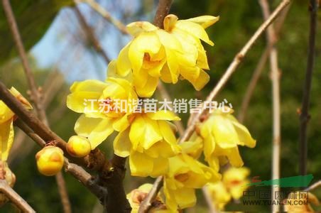 3分枝1米高臘梅價格1米高臘梅小苗價格