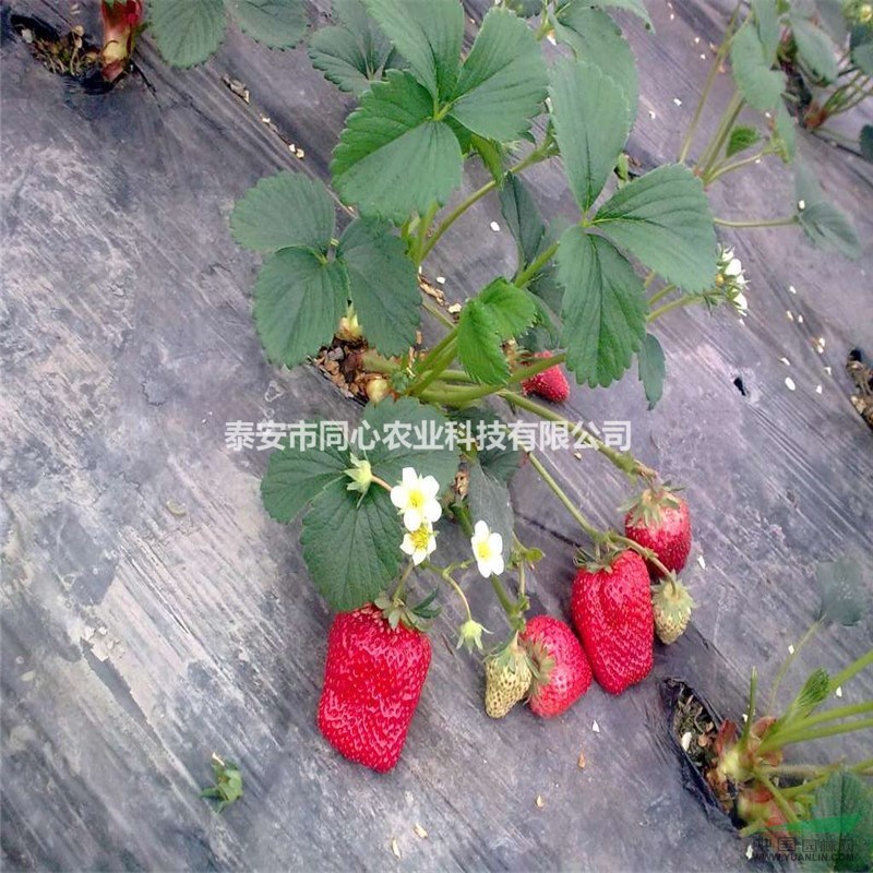 童子一號(hào)哪里有 山東草莓苗基地供應(yīng)
