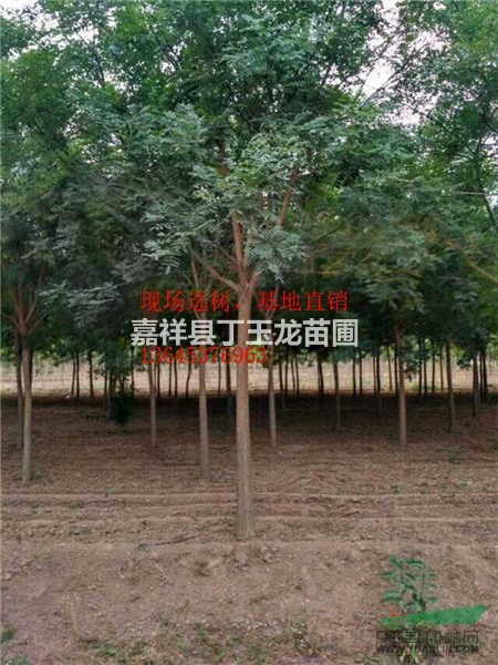 專業(yè)銷售：國(guó)槐，法桐，白蠟，基地直銷，價(jià)格優(yōu)惠規(guī)格齊全