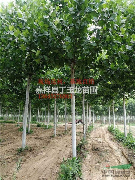 專業(yè)銷售：國(guó)槐，法桐，白蠟，基地直銷，價(jià)格優(yōu)惠規(guī)格齊全