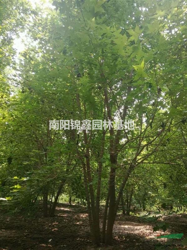 叢生元寶楓