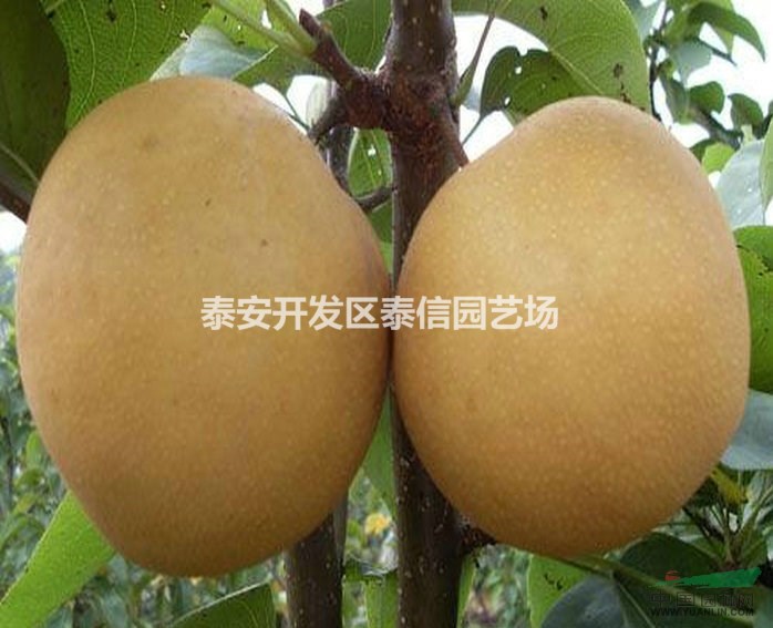 金果梨苗 金果梨苗基地