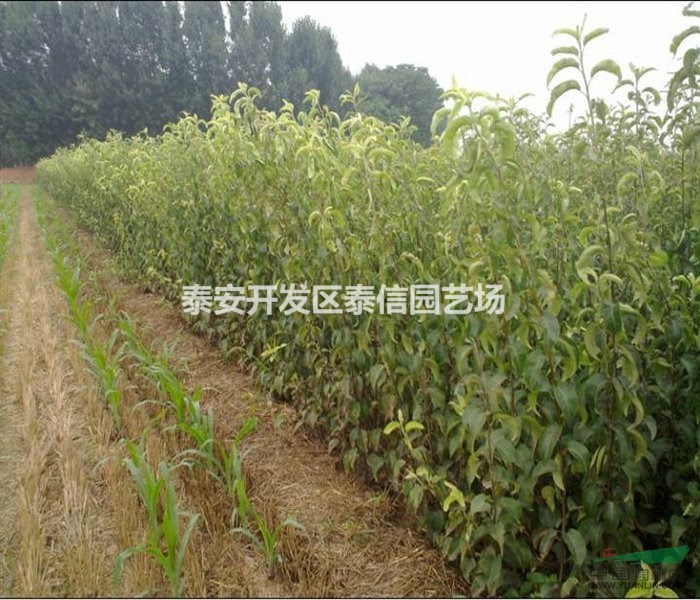 金果梨苗 金果梨苗基地