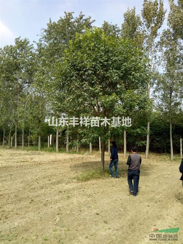 山東12-20公分白蠟價(jià)格詳情咨詢