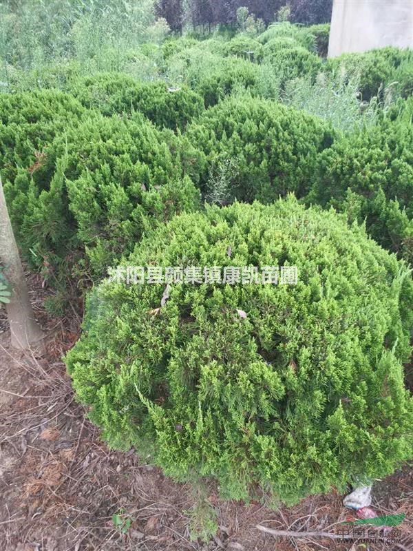 江蘇地區供應80一1米一1.2米龍柏球