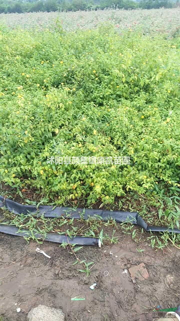 江蘇地區(qū)供應紅葉小檗  金葉女貞  迎春