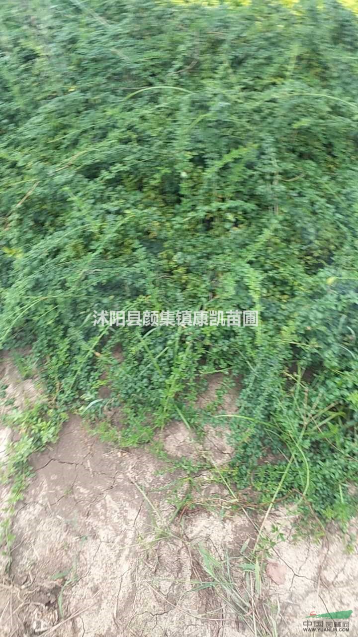 江蘇地區(qū)供應紅葉小檗  金葉女貞  迎春