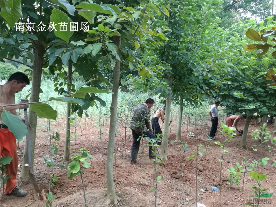 直徑8公分10公分12公分白玉蘭需要多少錢