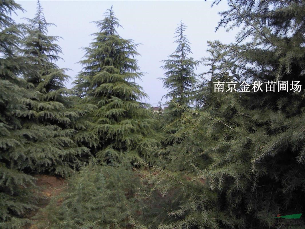 南京地區(qū)5米高雪松多少錢