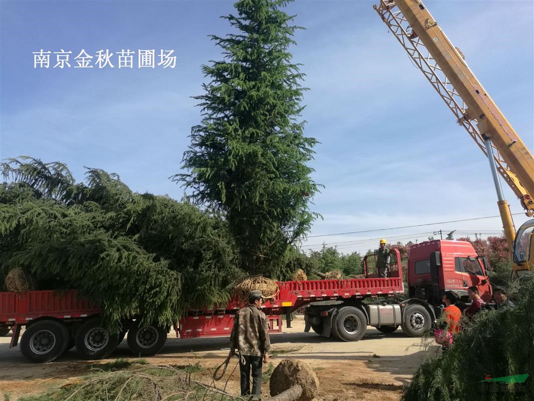 南京大雪松樹最新價格