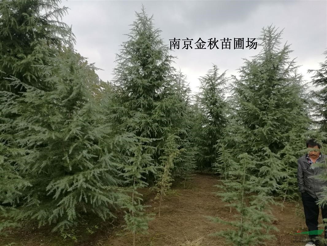 雪松4米高要多少錢(qián)