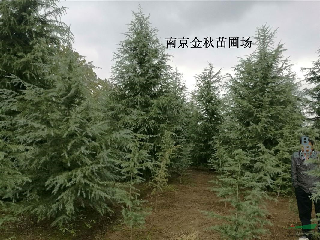 南京地區(qū)5米高雪松多少錢