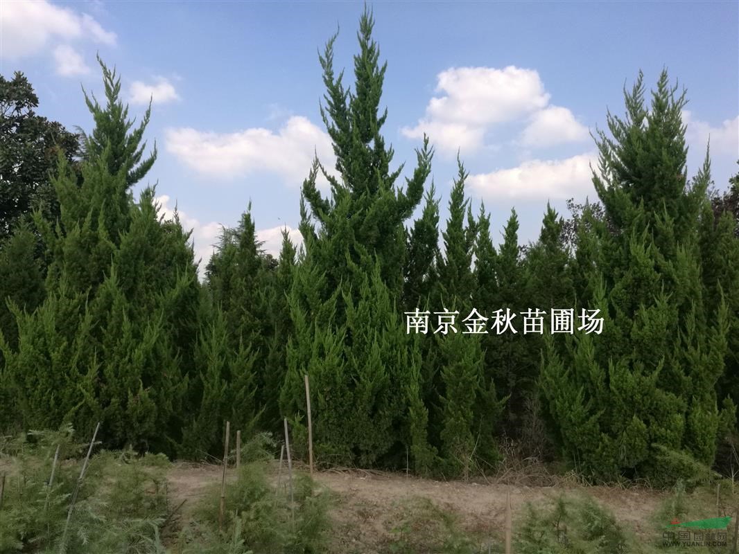 3米4米高龍柏價格