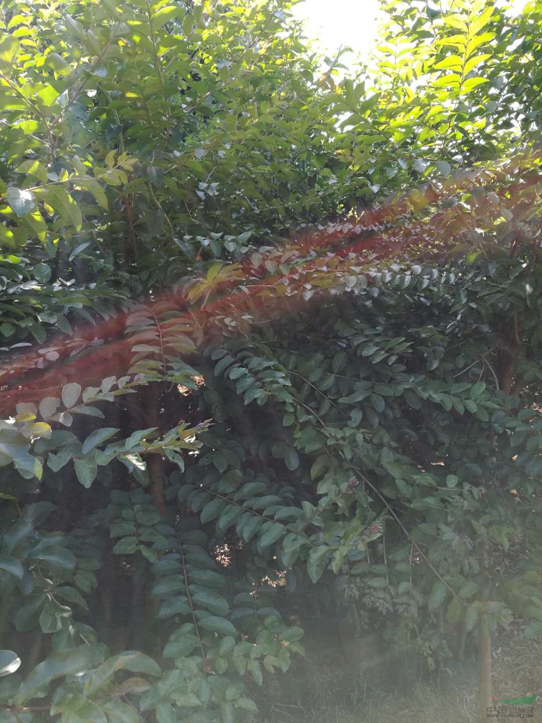 小葉紫薇