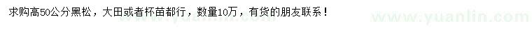 求購(gòu)高50公分黑松
