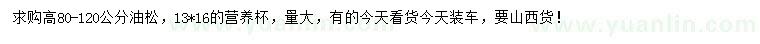 求購高80-120公分油松