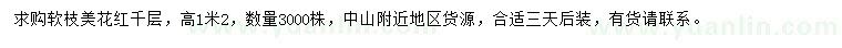 求購高1.2米美花紅千層